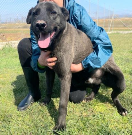 LEO, simil labrador, CANE IN ADOZIONE - Foto 3