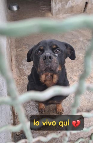 GORY ROTWEILLER 5 ANNI - Foto 5