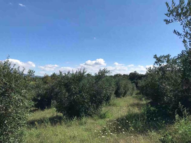 TERRENO AGRICOLO di 17000 mq (SORANO) rif. TERR.COL. - Foto 4