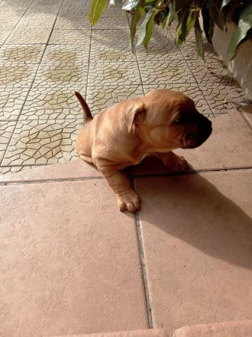 Allevamento Amstaff CON PEDIGREE zona Lavello Venosa Melfi - Foto 4
