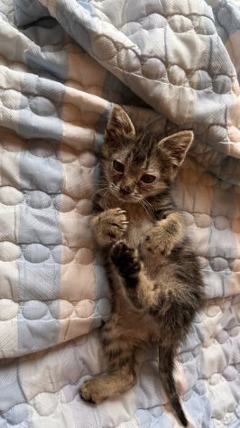 Regalo cucciolo di gattino - Foto 5