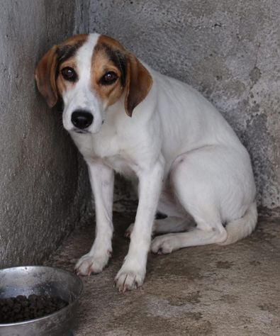 BRENDA 4 ANNI 16/18 KG taglia media contenuta