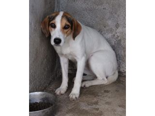 BRENDA 4 ANNI 16/18 KG taglia media contenuta