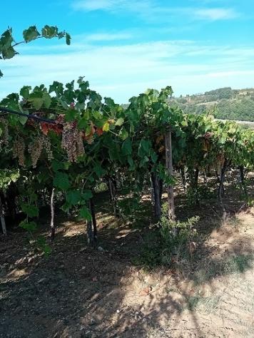 Agricolo in vendita a Tollo - Foto 5