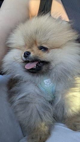 Cucciola di pomerania, femmina , 4 mesi - Foto 6