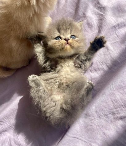 Splendidi cuccioli di gatto persiano - Foto 4