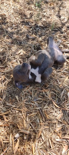 Allevamento e Cuccioli Amstaff Blu in Puglia e in Italia - Foto 5