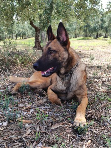 Pastore Belga Malinois cuccioli a Bari in Puglia - Foto 5