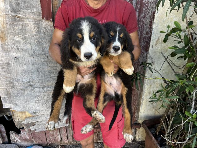 Cuccioli maschietti di Bovaro del Bernese - Foto 5