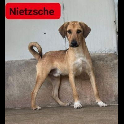 NIETZSCHE CUCCIOLO IN ADOZIONE Taglia medio contenuta 10 mesi - Foto 5