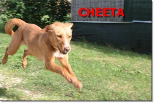 CHEETA, una super cagnolina - Foto 3