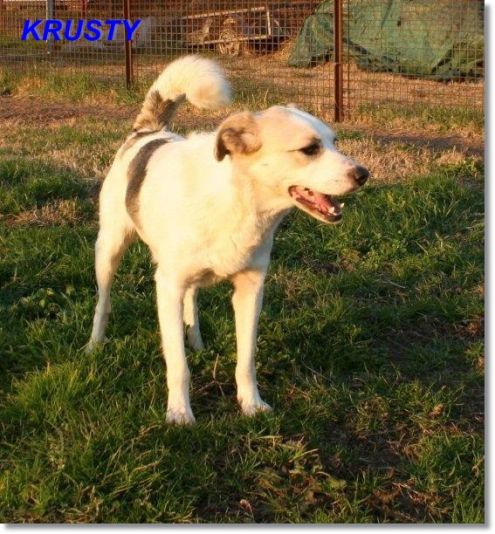 KRUSTY, simpaticissimo cagnolino - Foto 4