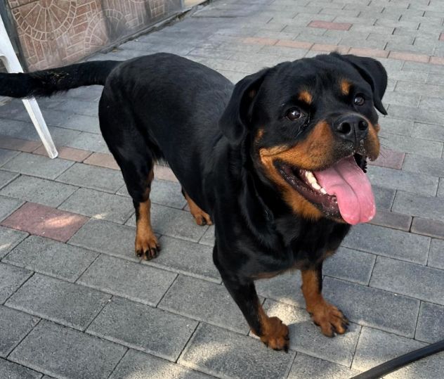 LESLIE BELLISSIMA ROTTWEILER - Foto 5