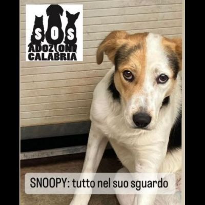 SNOOPY CAGNOLINO IN ADOZIONE - Foto 3