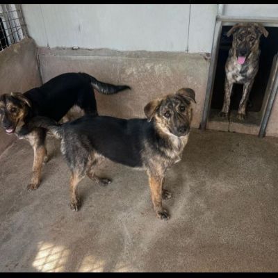 UGO, gioioso e dolcissimo cucciolo in adozione - Foto 3