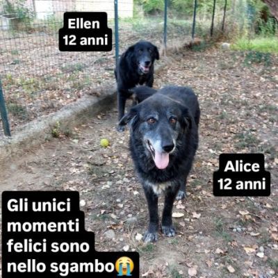 DUE NONNINE DOLCISSIME CERCANO CASA, CAGNOLINE IN ADOZIONE - Foto 7