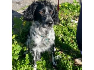 DOLLY cerca coccole e carezze, CAGNOLINO IN ADOZIONE