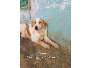 UN'OPPORTUNITA' PER QUESTE ANIME, CANI IN ADOZIONE