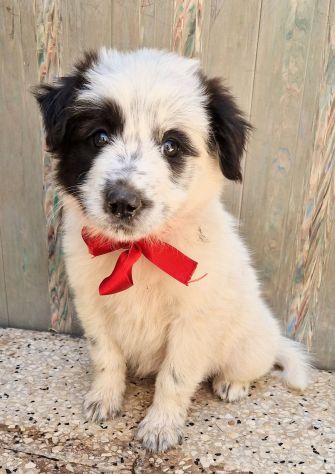 DOLLY CERCA L'AMORE DI UNA FAMIGLIA! - Foto 2