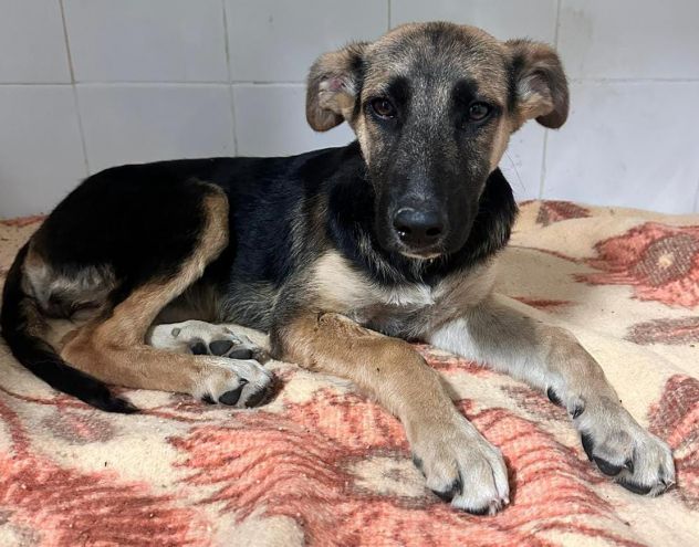 ISOTTA CUCCIOLA 11 MESI SIMIL PASTORE TEDESCO - Foto 4