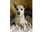 OLLY 3 ANNI 10 KG taglia piccola IN CANILE