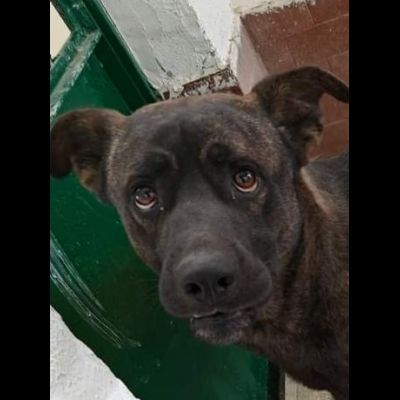 AMOS GIOVANE BELLO GIOCHERELLONE CAGNOLINO IN ADOZIONE