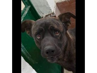 AMOS GIOVANE BELLO GIOCHERELLONE CAGNOLINO IN ADOZIONE