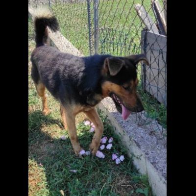 GRISU' la vita tra le sbarre, cane in adozione, tg medio contenuta - Foto 9