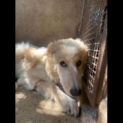 UN'OCCASIONE PER ARMANDINO: cane in adozione nato nel dicembre 2023 - Foto 9