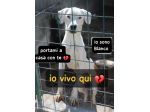 BLANCO 3 ANNI taglia media