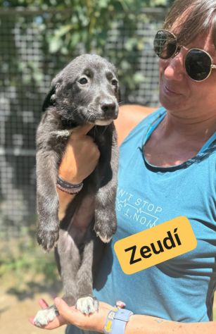 CUCCIOLI IN ADOZIONE - Foto 5
