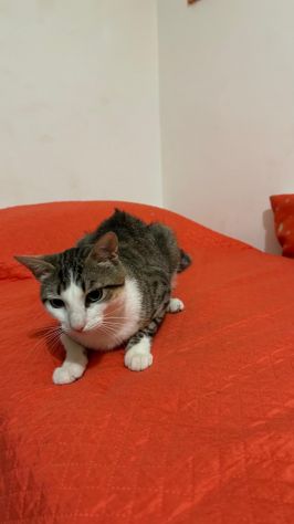 Tommy, 7 mesi, gatto, maschio
