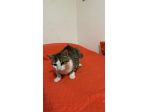 Tommy, 7 mesi, gatto, maschio