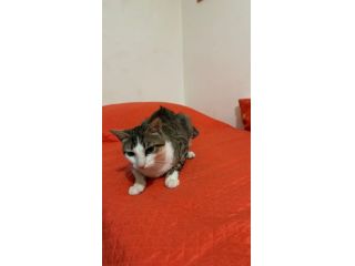 Tommy, 7 mesi, gatto, maschio