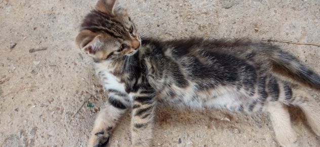 Regalo gattini - Foto 4
