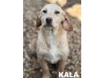 KIRA e KALA, cucciolone mix LABRADOR! Dolcissime