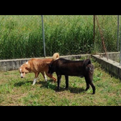 FAUSTO E FILIBERTO DA SEMPRE RECLUSI, CANE IN ADOZIONE, TG MEDIA - Foto 8