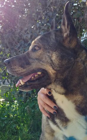 MILAGRO, cane buonissimo, abbandono estivo - Foto 5