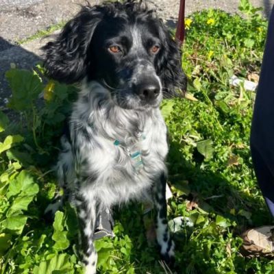 DOLLY cerca coccole e carezze, CAGNOLINO IN ADOZIONE