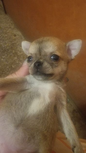 Chihuahua femmina pelo corto crema Roma - Foto 6