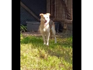 CALLAS TRANQUILLA E COCCOLONA CAGNOLINA IN ADOZIONE