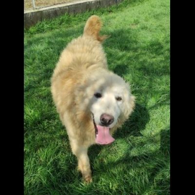 DUCCIO GIOVANE CAGNOLINO IN ADOZIONE - Foto 7
