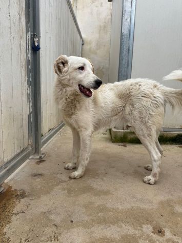 Ugo: 1anno, taglia grande, socievole affettuoso