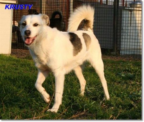 KRUSTY, simpaticissimo cagnolino - Foto 2