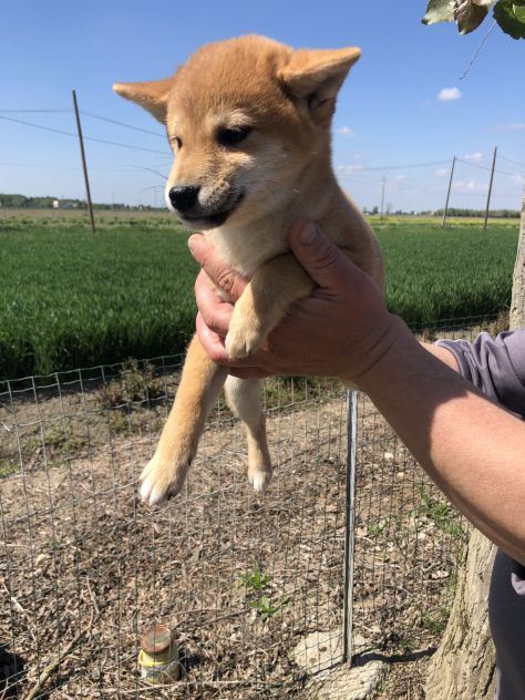 Shiba Inu - Foto 3