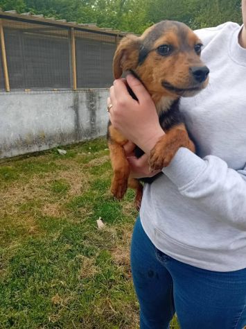 Kora cucciola - Foto 3