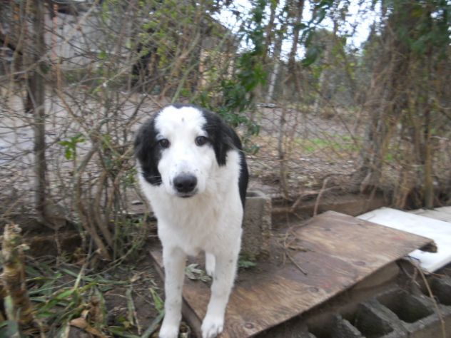 LOLA, bellissima cucciolotta - Foto 3