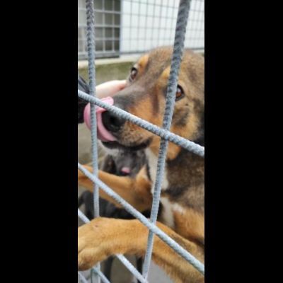 GIOI FESTOSO E AMOREVOLE CANE IN ADOZIONE - Foto 3