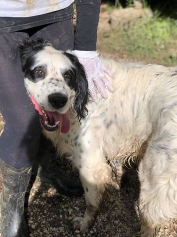 CEDRIC, SETTER INGLESE, UNA MERAVIGLIA CHE CERCA CASA, CANE IN ADOZIONE - Foto 4