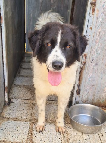 MARGOT,MERITA UNA MERAVIGLIOSA ADOZIONE! - Foto 10